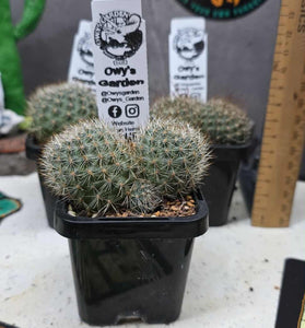 Rebutia feibrigii