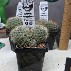 Rebutia feibrigii