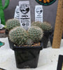 Rebutia feibrigii