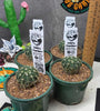 Parodia sellowii