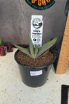 Gasteria hybrid 02