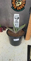 Gasteria hybrid 02