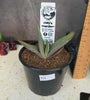Gasteria hybrid 02