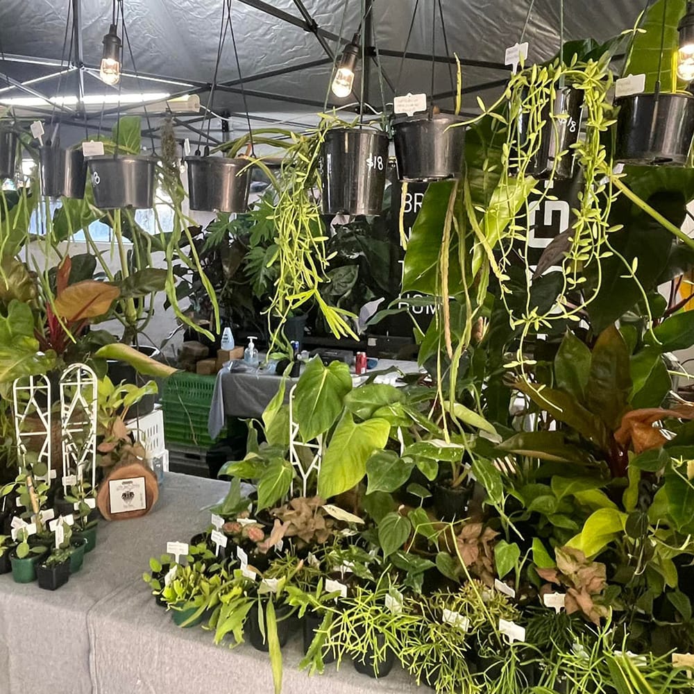 Indoor and outdoor plants